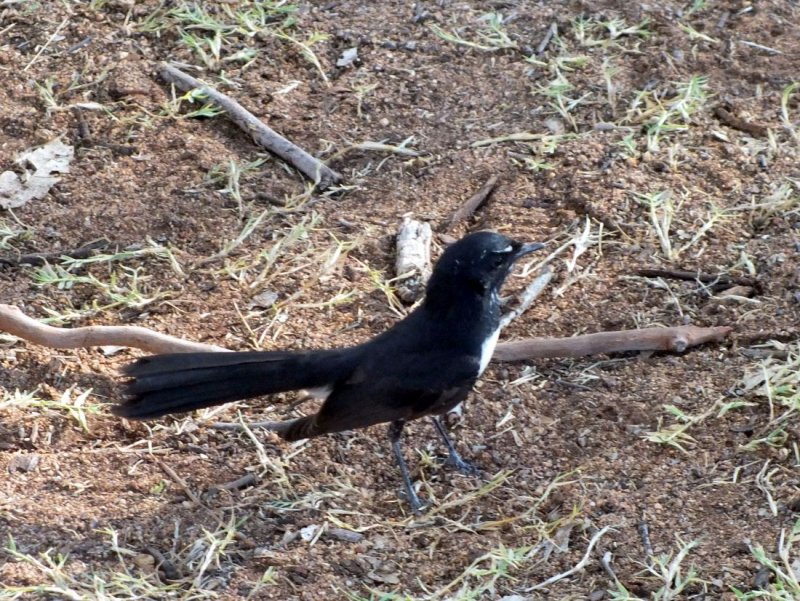 A Willie Wagtail