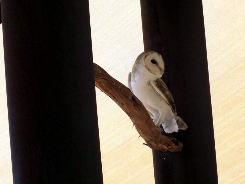 Barn Owl