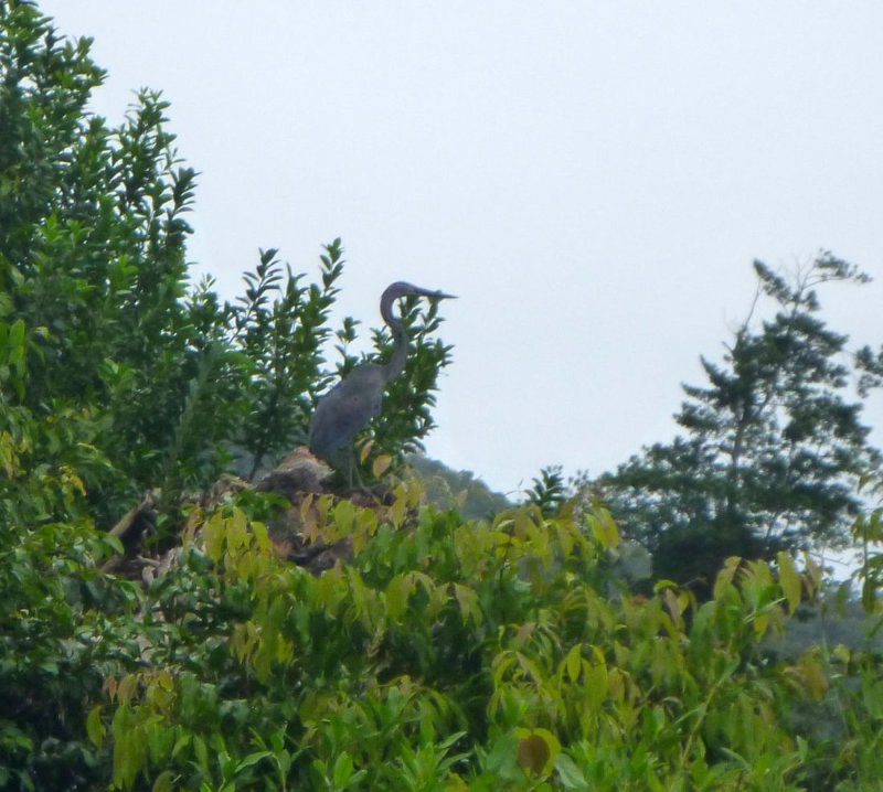 A Great-billed Heron