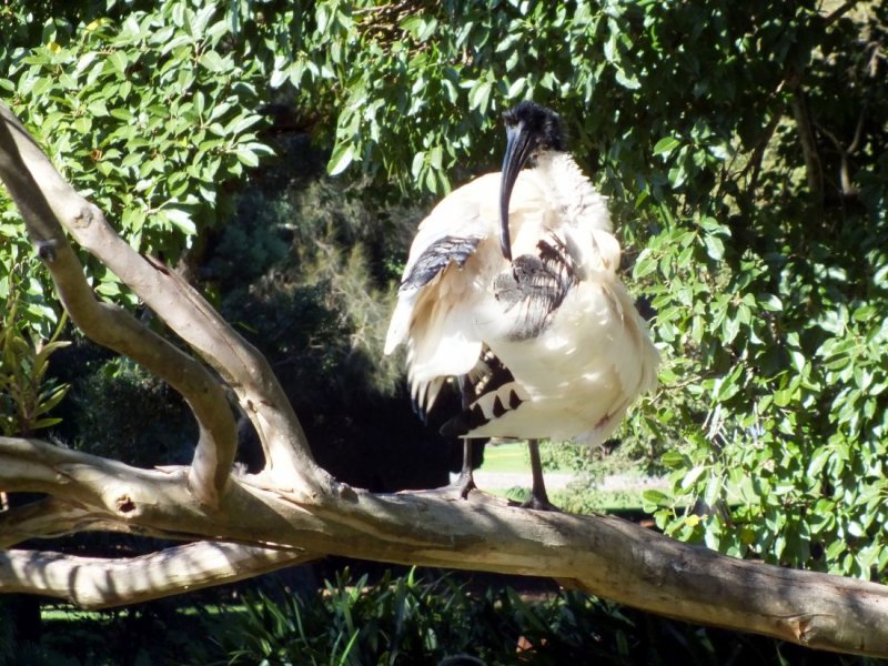A fluffed up Ibis