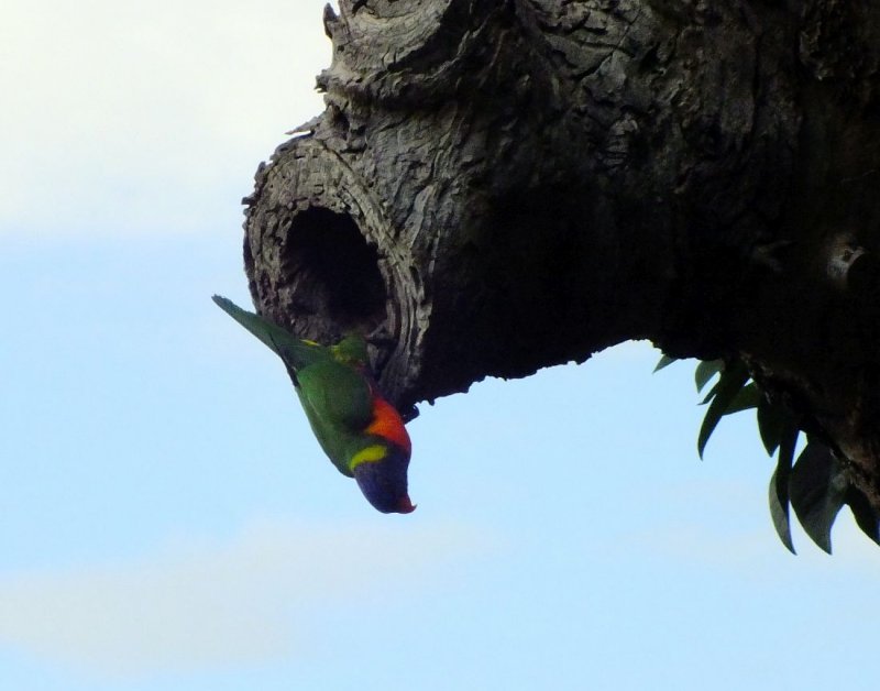 An upside down Rainbow Lorikeet