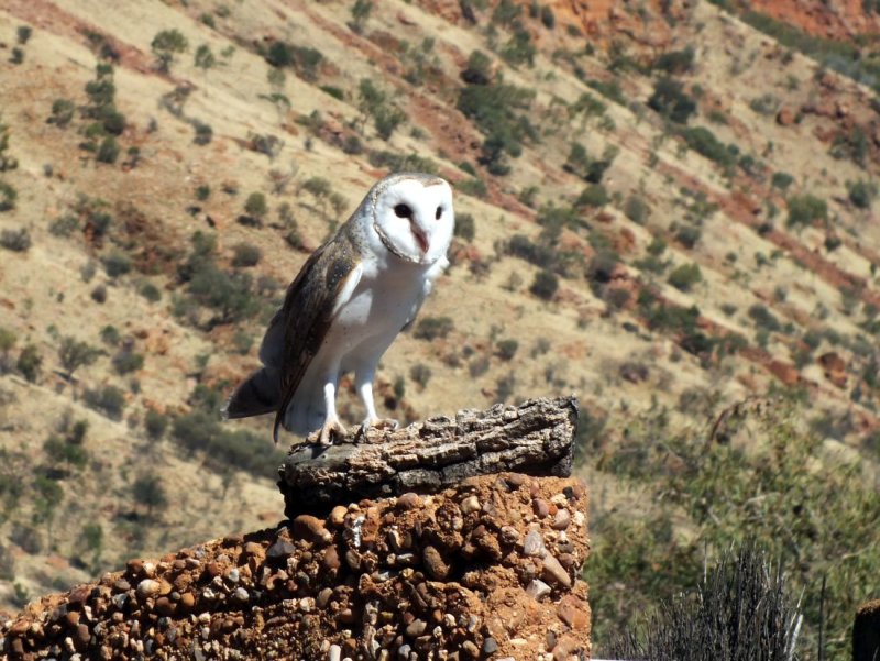 A Barn Owl