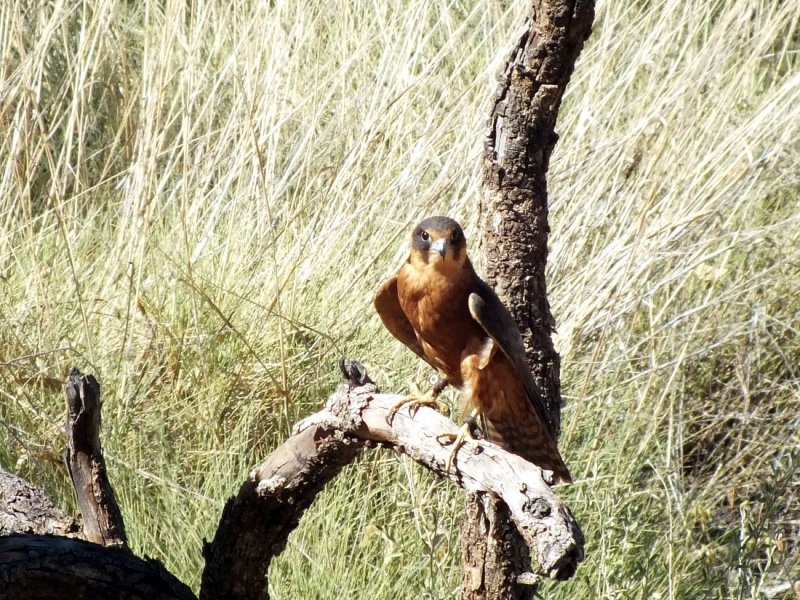 An Australian Brown Falcon