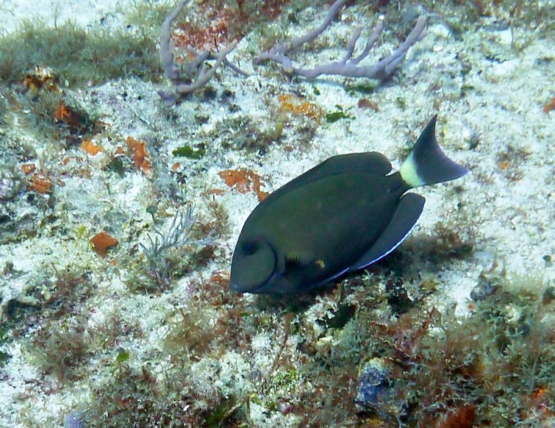 Doctorfish