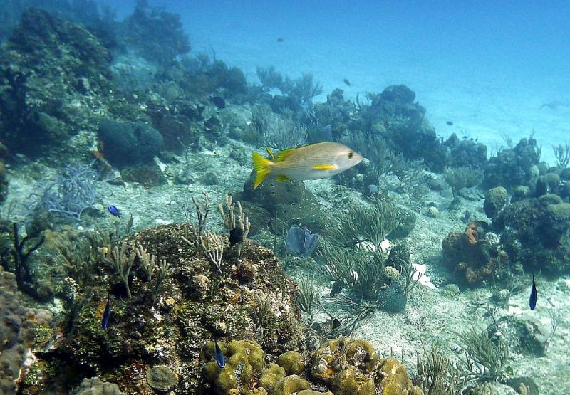 Yellowtail Snapper