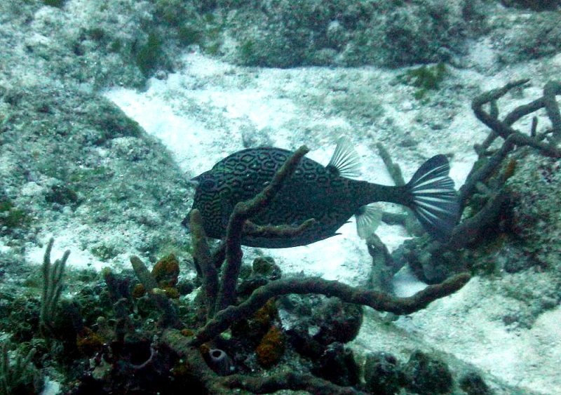 Honeycomb Cowfish