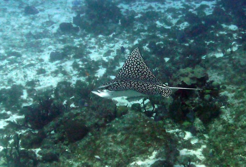 Spotted Eagle Ray