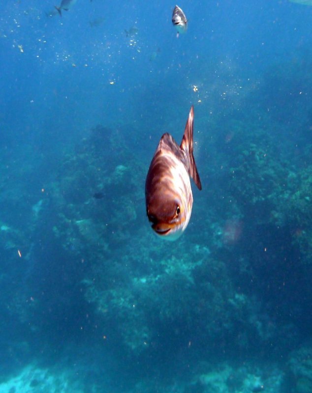 Bermuda Chub
