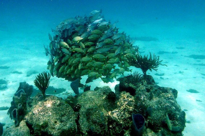 A Ball of Blue-Striped Grunts