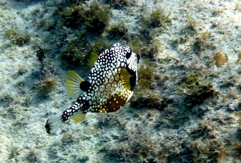 Smooth Trunkfish