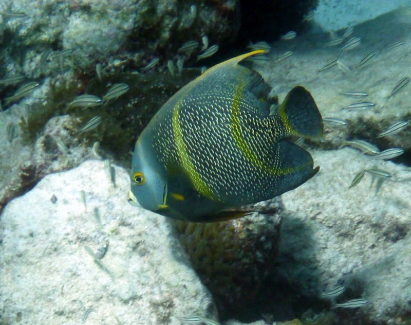 French Angelfish
