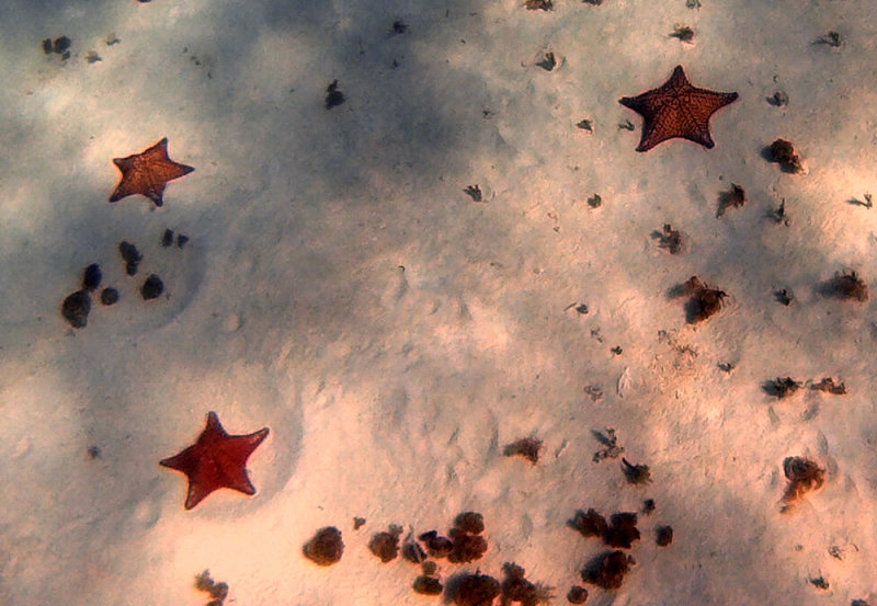 Starfish at El Cielo Reef