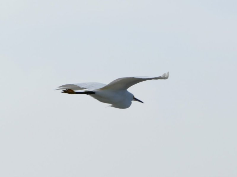 Egret in flight