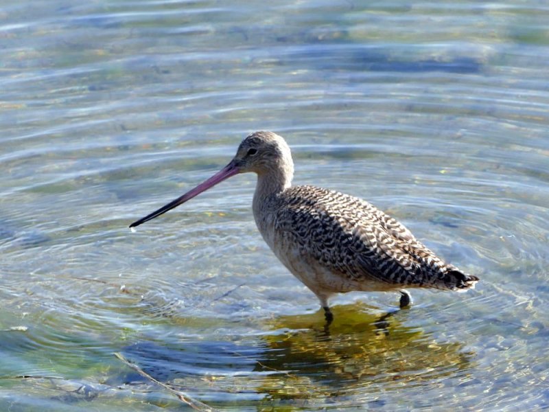 Marbled Godwit