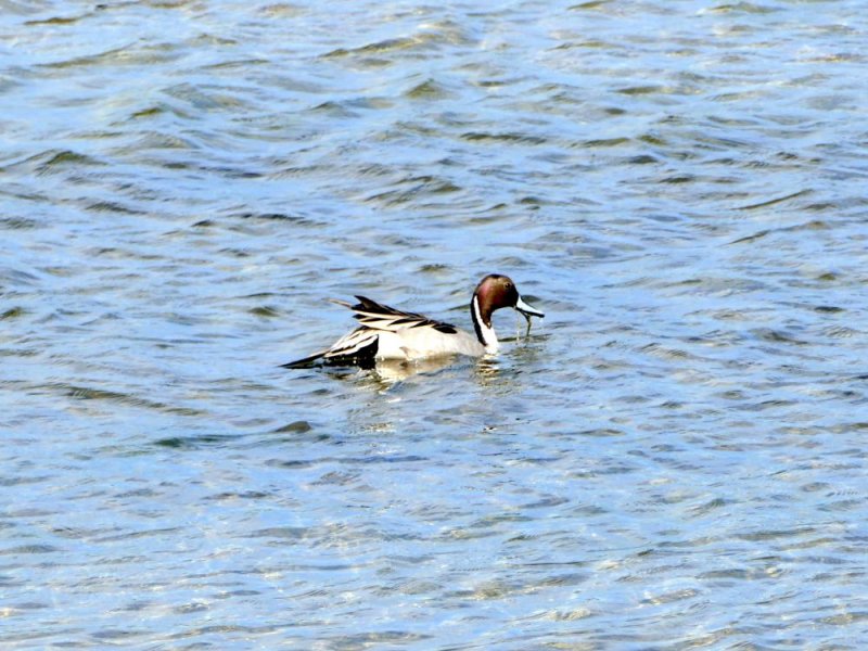 Northern Pintail
