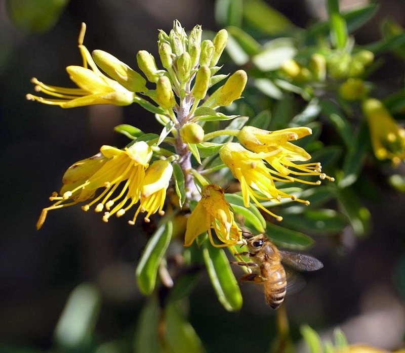 I think possibly a honey bee