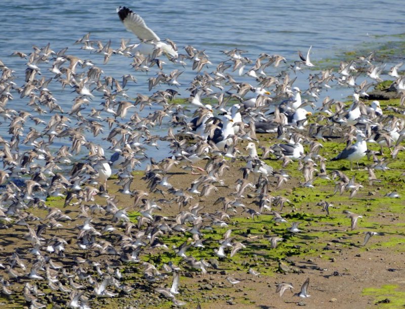 One gull must have thought it was a sandpiper. The other gulls are just ignoring the whole thing :)