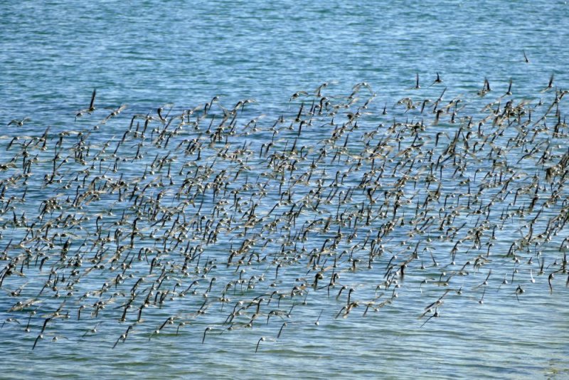 Another turn, and theyre now heading back towards me