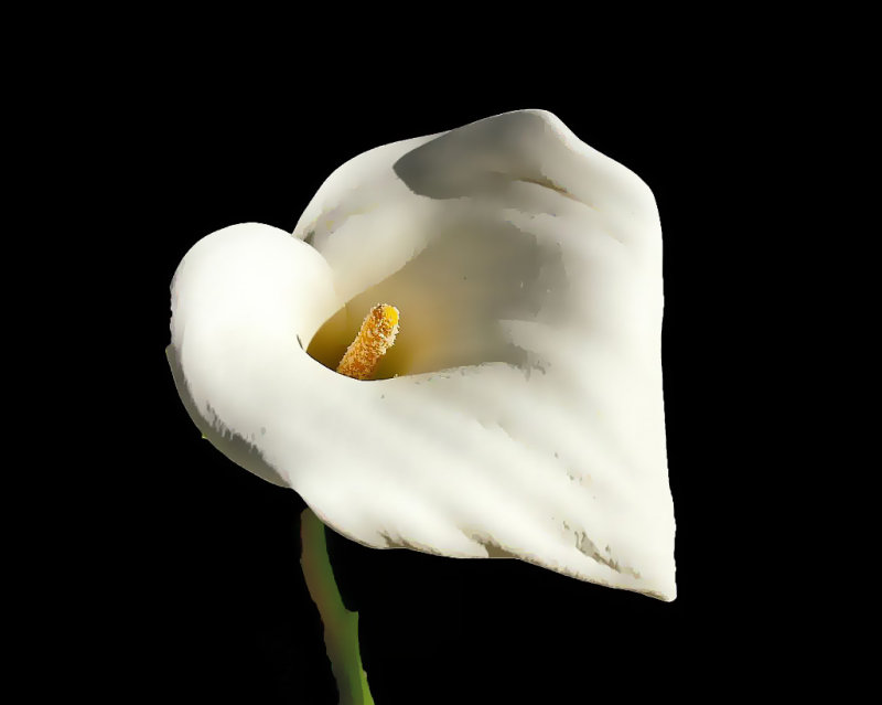 White on Black