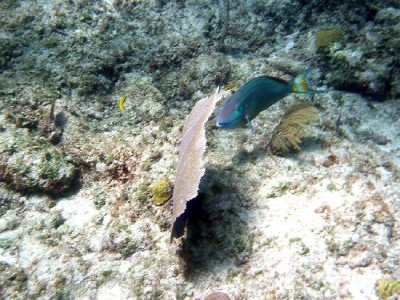 Stoplight Parrotfish (Terminal Phase)
