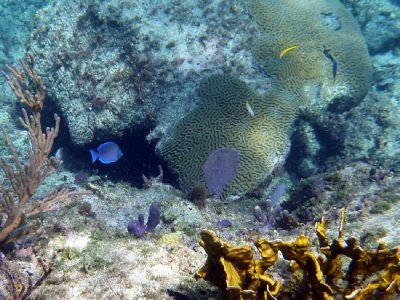 Blue Tang and Maze Coral