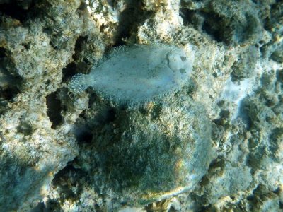 Channel Flounder