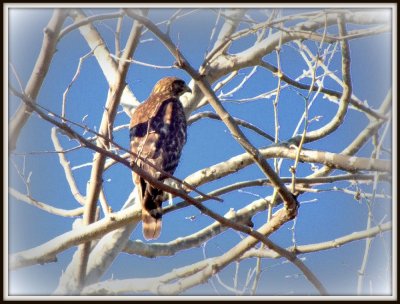 Red Tailed Hawk (?)