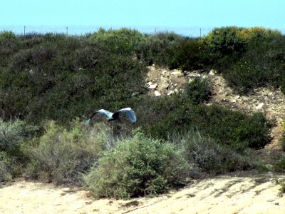 Great Blue Heron in Flight