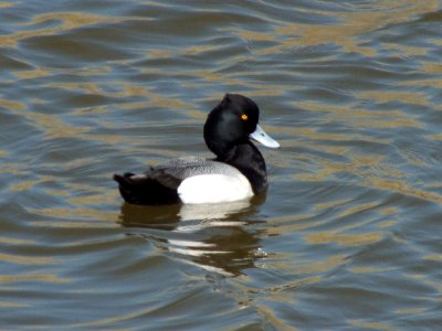 Lesser Scaup