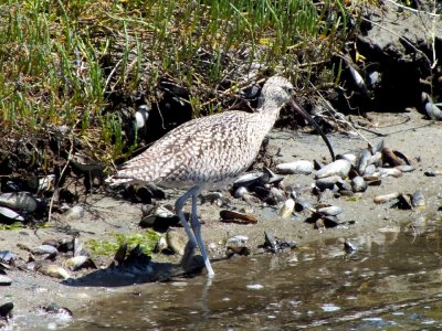 Long-billed Curlew