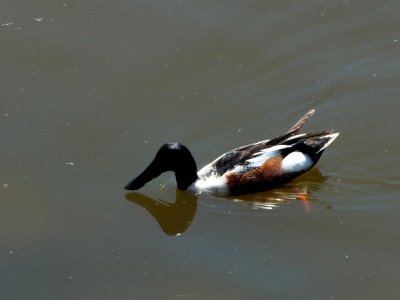 Northern Shoveler ?