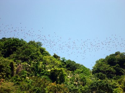 Fruit Bats at Limasawa Island.  Usually you don't see them like this in the daytime.