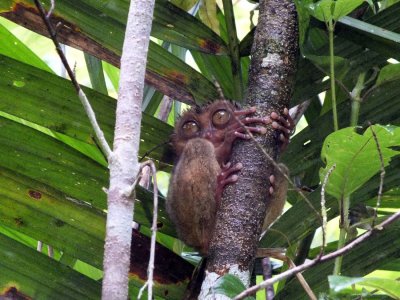 The Tarsier, one of the smallest primates in the world.