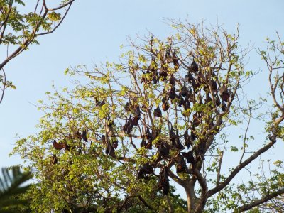Fruit bats on Dimakya Island.  At night they take off for a night of feeding before returning in the morning.