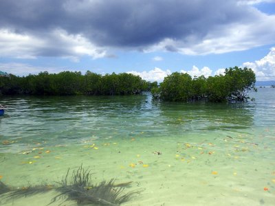 Snorkeling in the mangroves