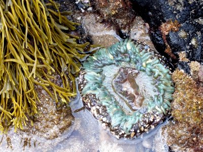 A sea anemone waiting for the tide to come back in.