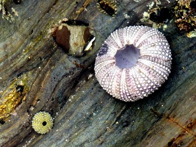 Sea urchin endoskeletons