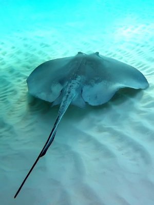 Playing with the Southern Stingrays at a sand bar off the north shore of Grand Cayman Island