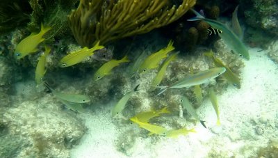 French and Blue-striped grunts and a juvenile French angelfish on the right
