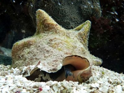A Queen Conch (Lobatus gigas)