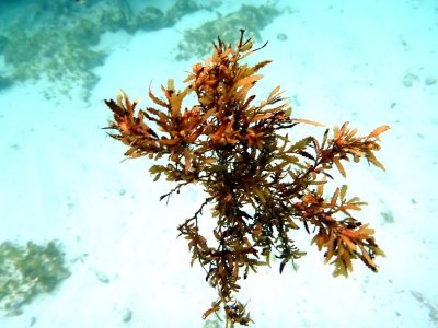 Sea weed :)