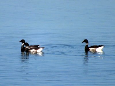 Black Brant Goose
