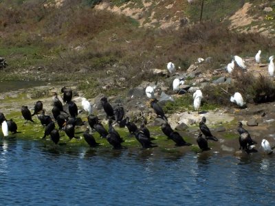 Black and White - Cormorants and Egrets