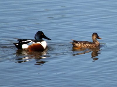 Male and Female Northern Shoveler