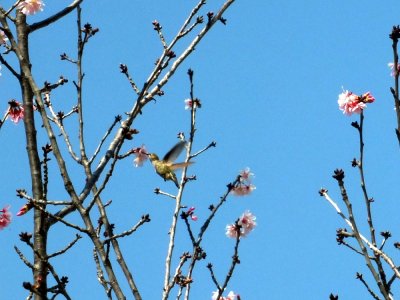 Rufous Hummingbird 