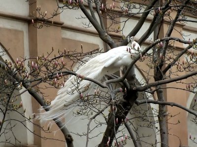 White Peacock.