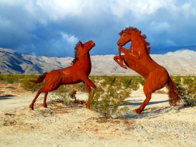 Desert  Horses