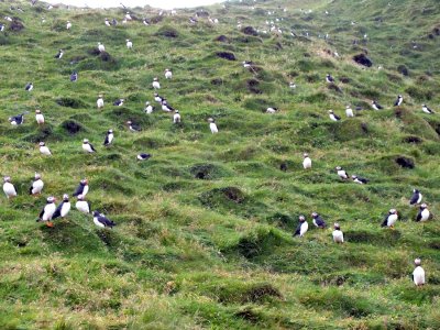 Thousands of Puffins preparing to shortly leave their breeding grounds in the next couple of weeks