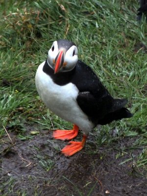 The Puffins of Heimaey Island