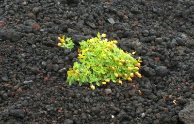 Plants growing even in the lava field